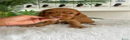 Cocker Spaniel Inglés perros en venta: COCKER HEMBRA - Anuncio 6
