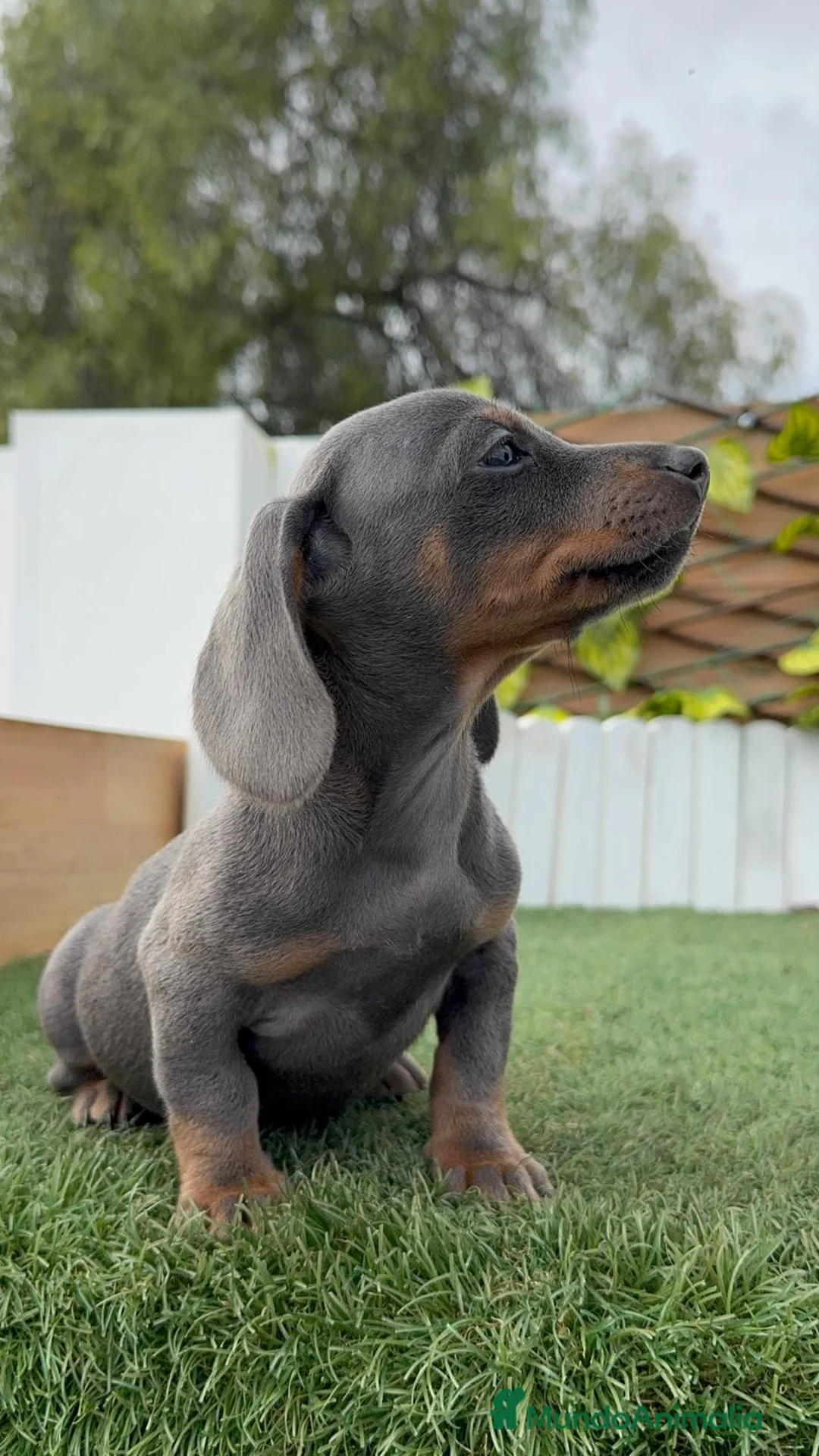 Teckel Miniatura perros en venta: TECKEL MINIATURA HEMBRA - Anuncio 10