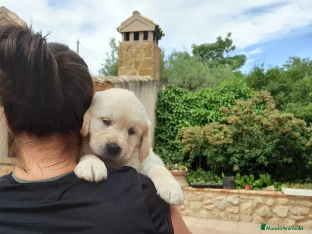 Golden Retriever perros en venta: Cachorro golden retriever - Anuncio 1
