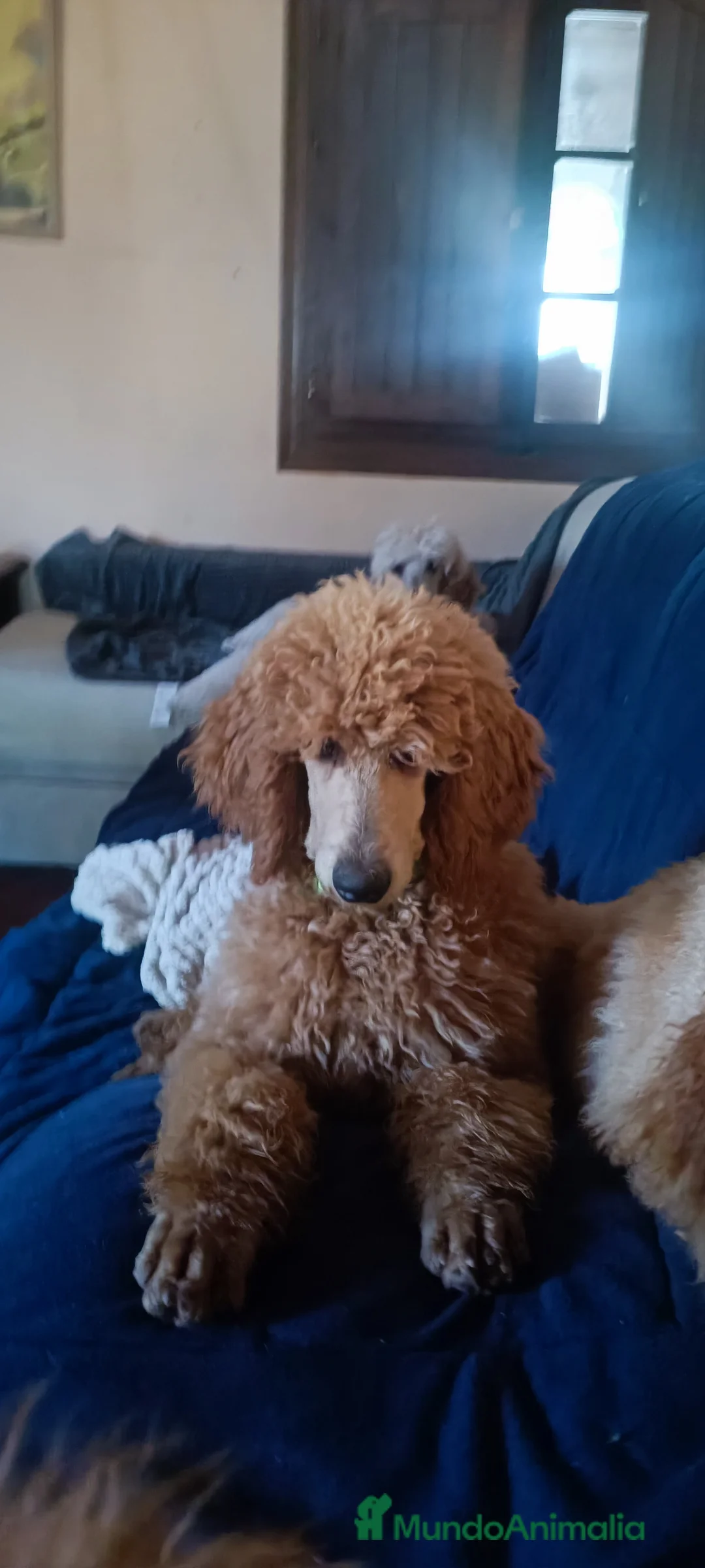 Caniche Gigante perros en venta: Caniche gigante Apricot macho - Anuncio 3