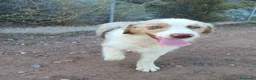 Pastor Australiano perros en venta: PASTOR AUSTRALIANO  - Anuncio 5