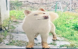 Husky Siberiano perros en venta: Husky Siberiano  - Anuncio 6