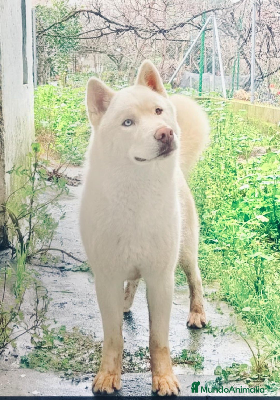 Husky Siberiano perros en venta: Husky Siberiano  - Anuncio 6