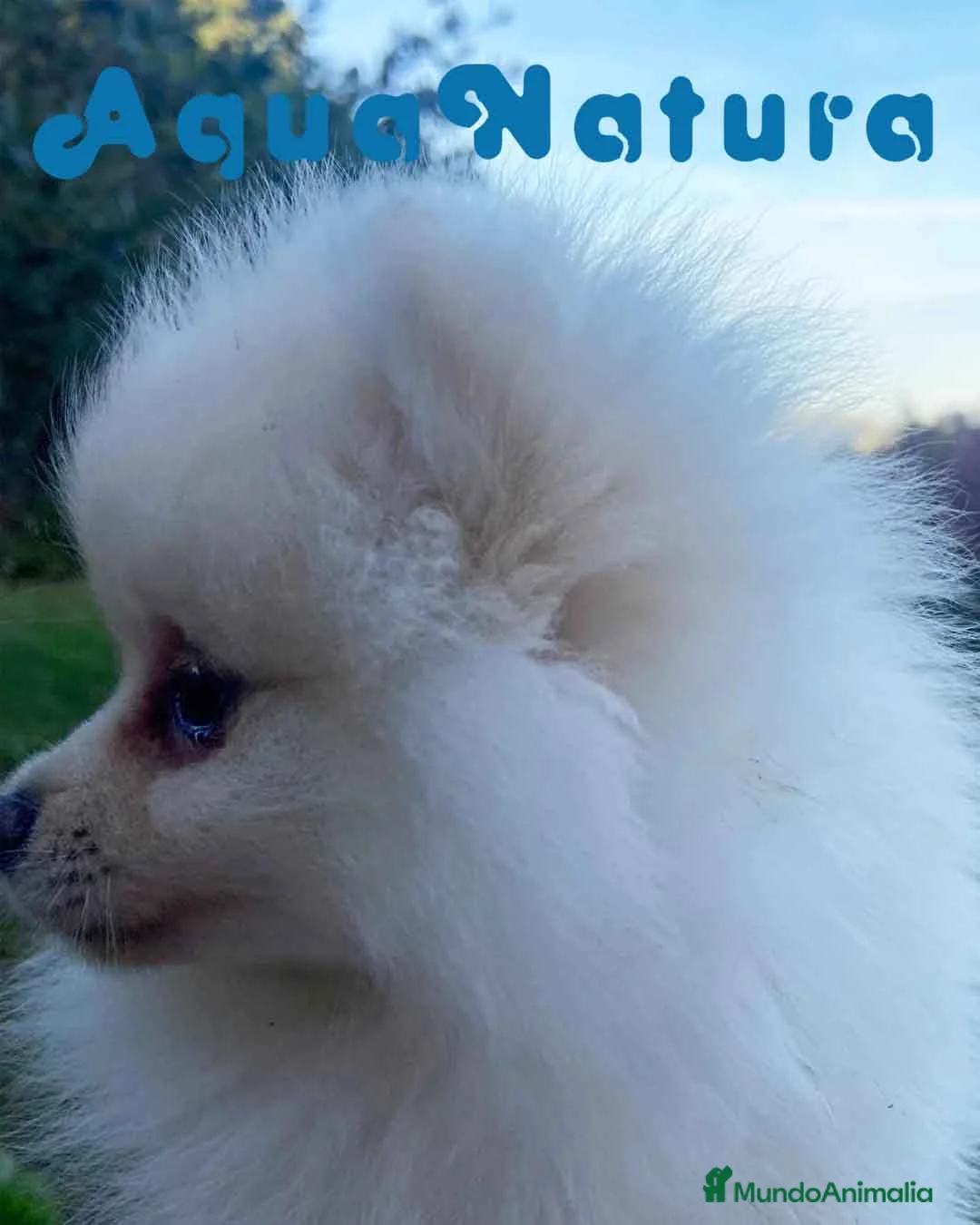 Pomerania perros en venta:  Pomerania Hembra 7520 - AQUANATURA en Barcelona - Anuncio 6