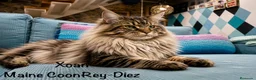 Maine Coon gatos en venta: Afijo Rey-Diez Cattery  - Anuncio 3