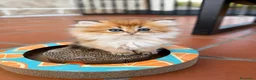 Británico de Pelo Largo gatos en venta: Gatitos British Long Hair Golden y Silver - Anuncio 3