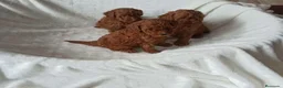 Caniche Toy perros en venta: Ultimos cachorritos de caniche - Anuncio 1