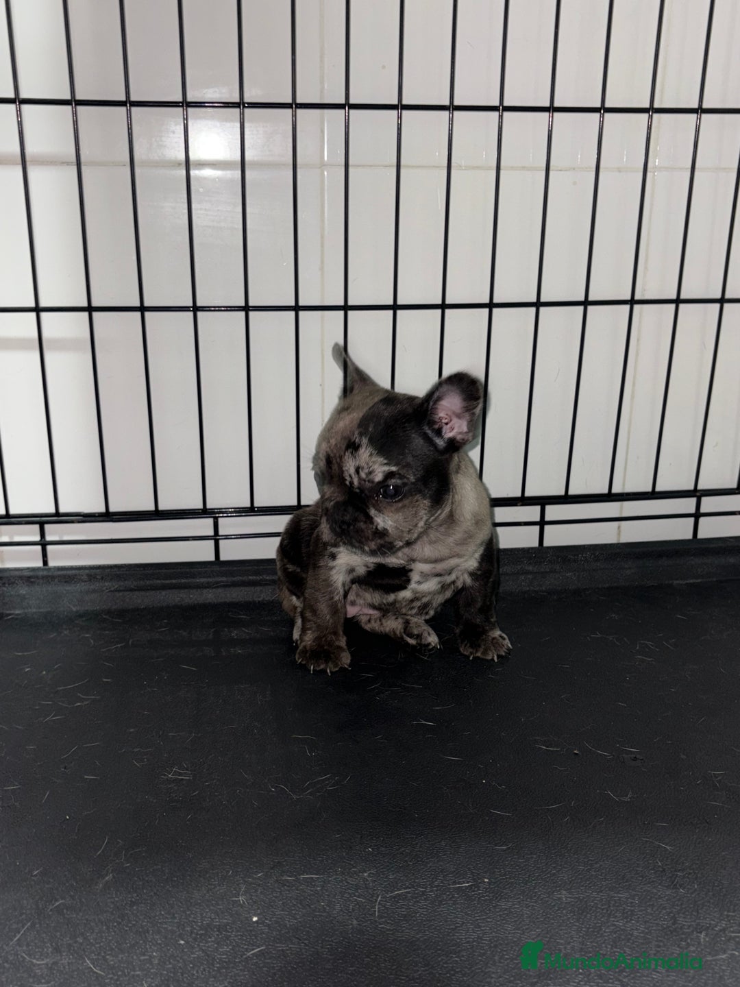 Bulldog Francés perros en venta: Cachorra bulldog francés merle  - Anuncio 5