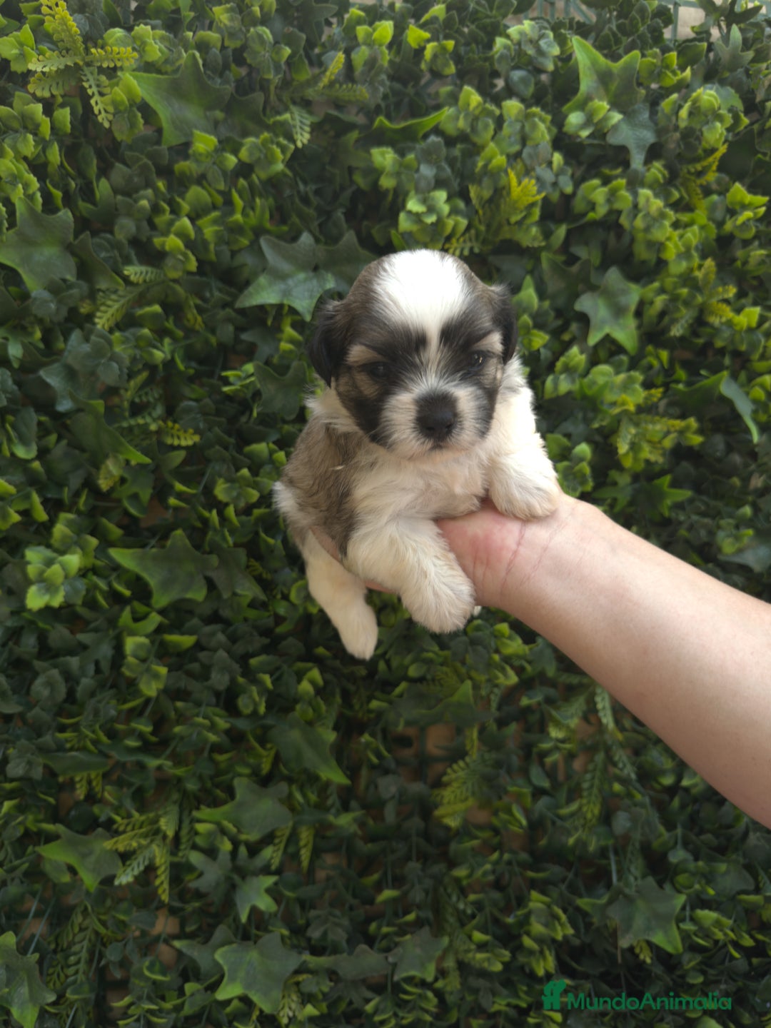 Shih Tzu perros en venta: CACHORROS SHIH TZU - Imagen 4
