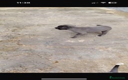 Whippet perros en venta: Whippet blue, isabela verdino - Imagen 17