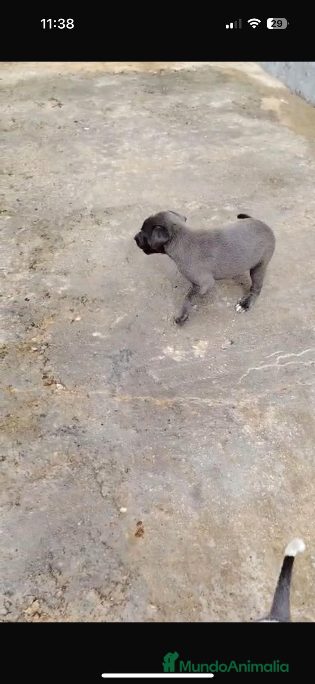 Whippet perros en venta: Whippet blue, isabela verdino - Imagen 17