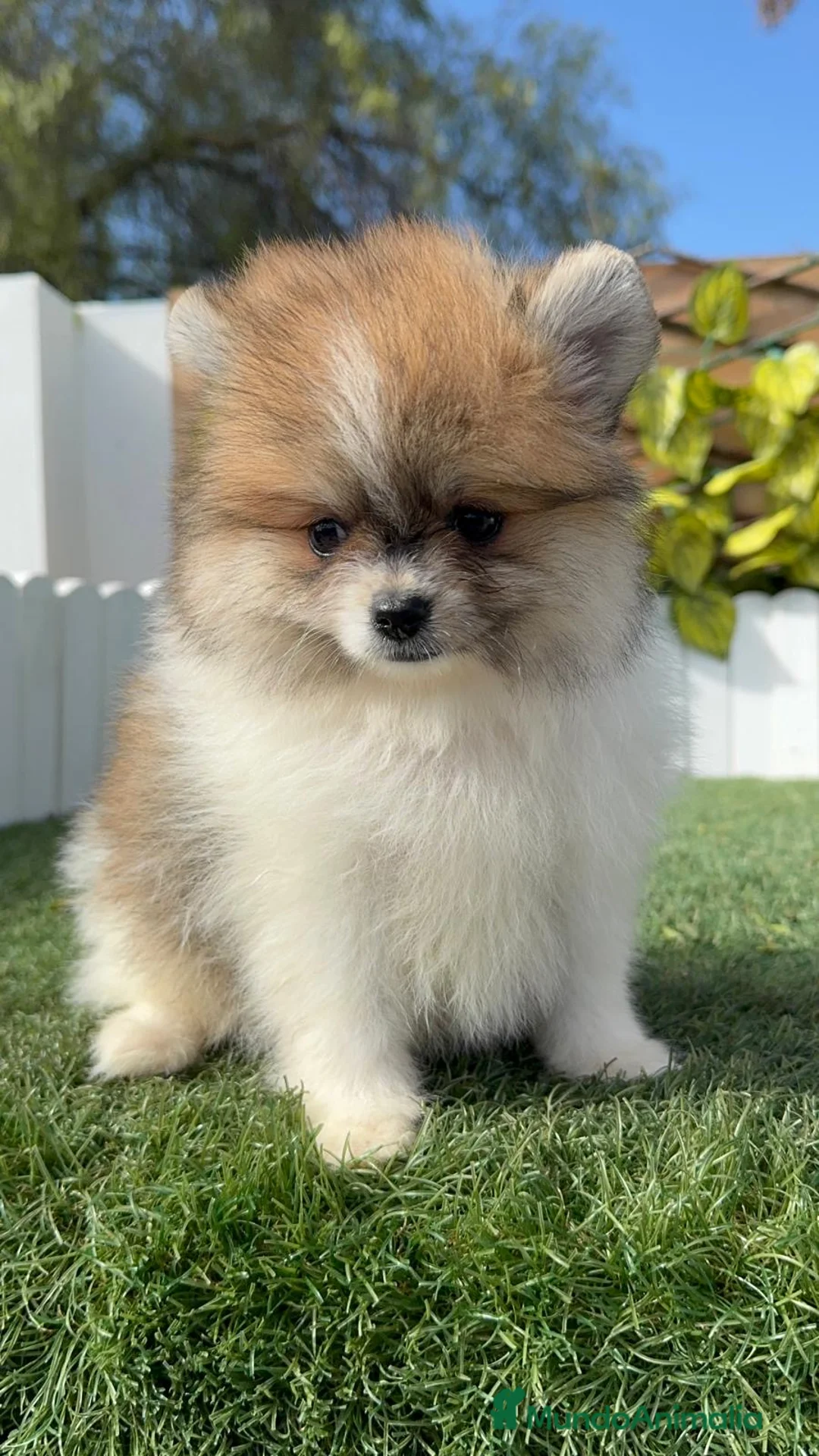 Pomerania perros en venta: POMERANIA HEMBRA - Anuncio 5