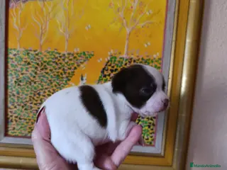 Chihuahua perros CHIHUAHUAS TOYS EXCLUSIVOS - Anuncio 18