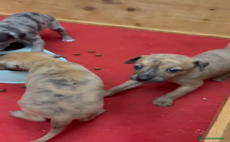 Pequeño Lebrel Italiano perros - Anuncio 5