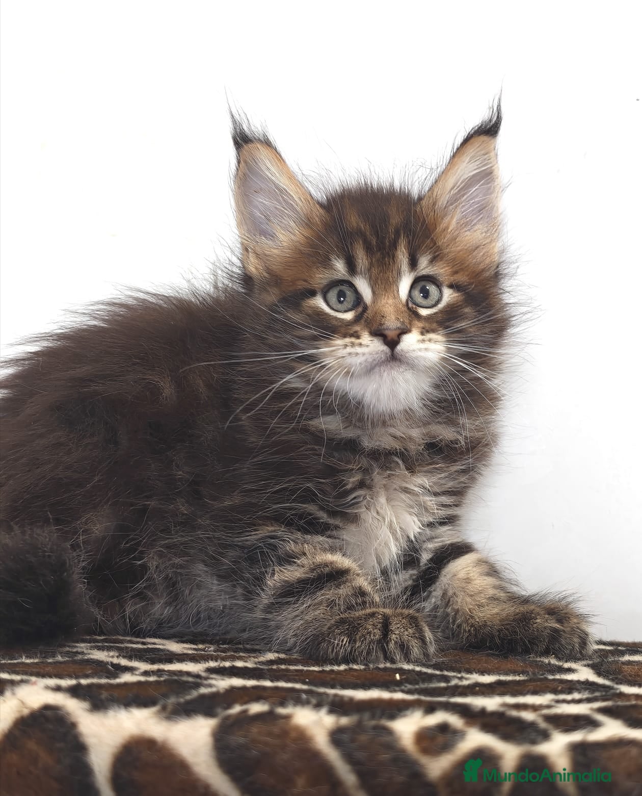 Maine Coon gatos Macho de maine coon - Anuncio 6