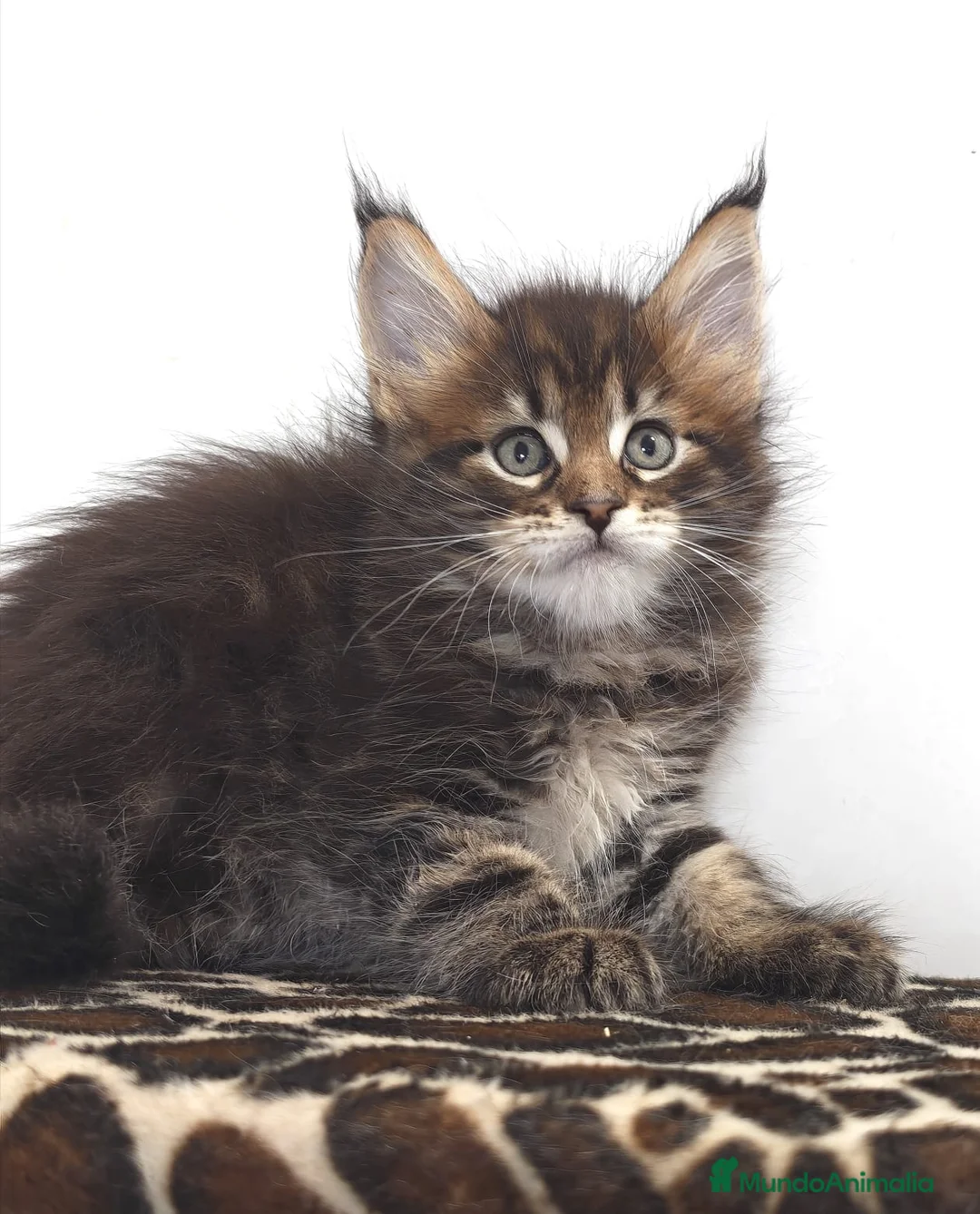 Maine Coon gatos en venta: Macho de maine coon - Anuncio 1