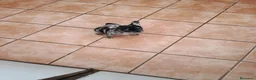 Bulldog Francés perros en venta: Cachorrita de bulldog francés  - Anuncio 3