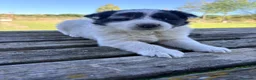 Border Collie perros en venta: Border Collie - Anuncio 1