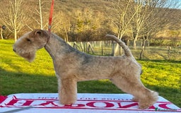 Lakeland Terrier perros en venta: Infórmate sin compromiso  en Navarra - Imagen 6