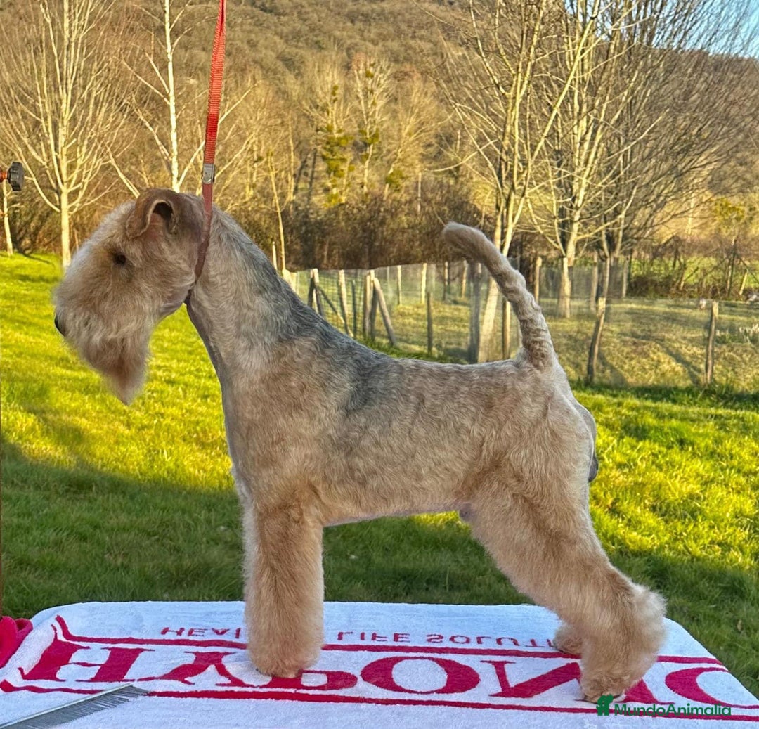 Lakeland Terrier perros en venta: Infórmate sin compromiso  en Navarra - Imagen 6