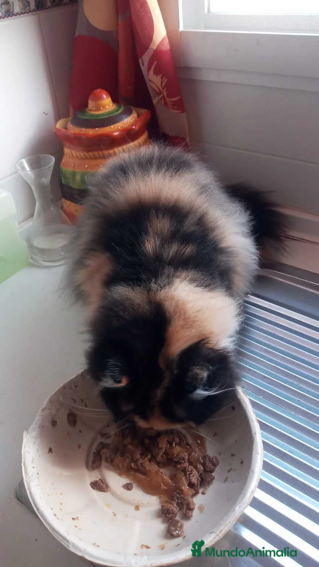 Persa gatos en venta: Hembra Persa - Anuncio 2