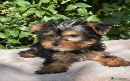 Yorkshire Terrier perros en venta: Yorkshire Toy macho  - Imagen 3