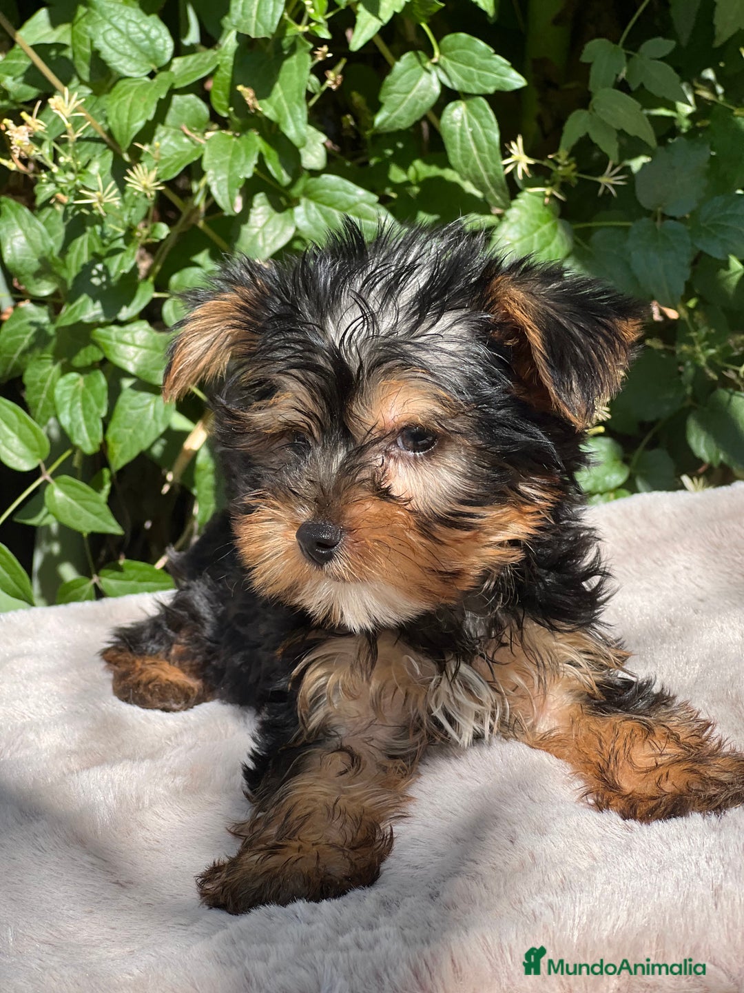 Yorkshire Terrier perros en venta: Yorkshire Toy macho  - Imagen 3