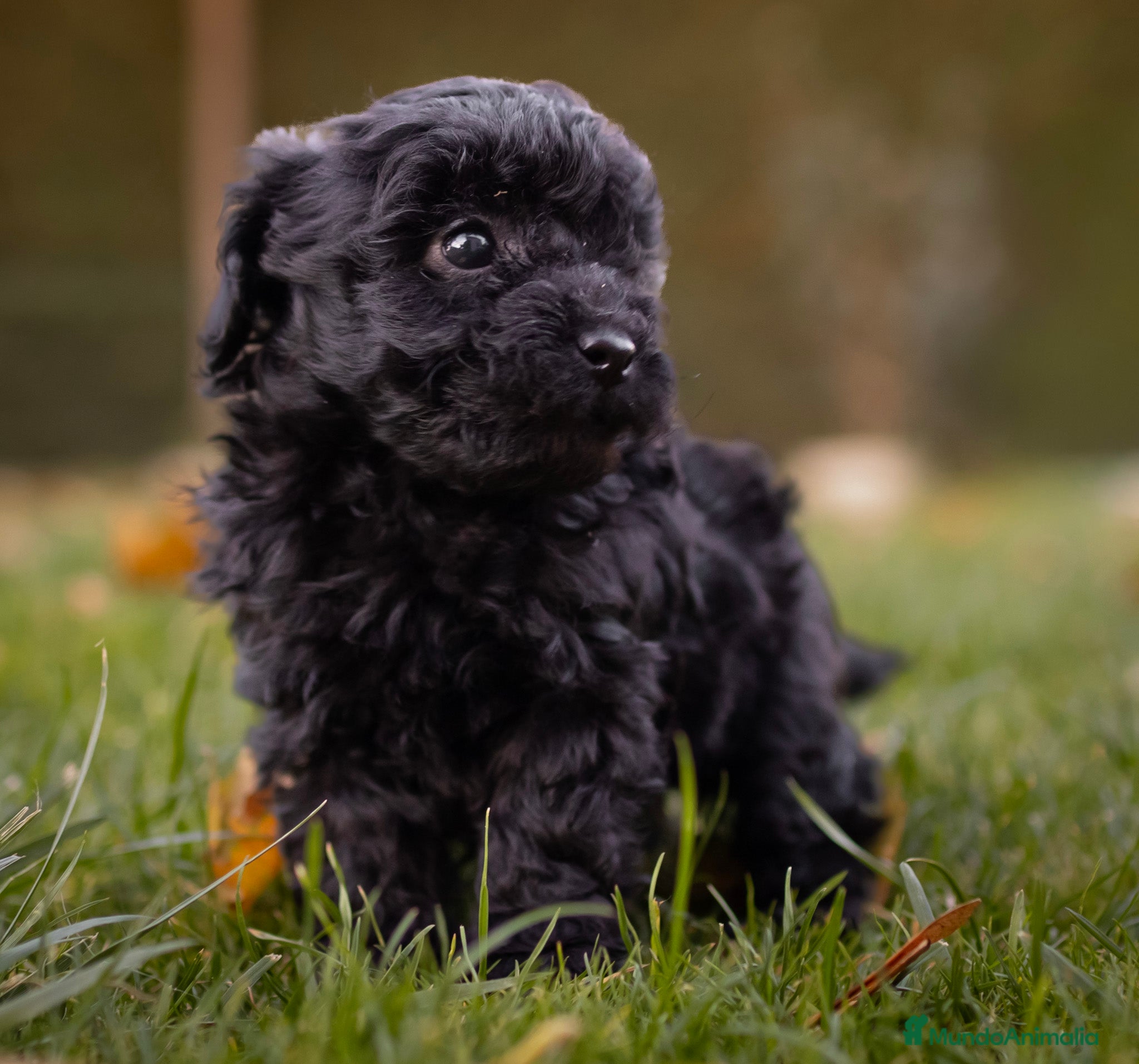 Caniche Toy perros Camada caniche Toy negro  - Anuncio 1