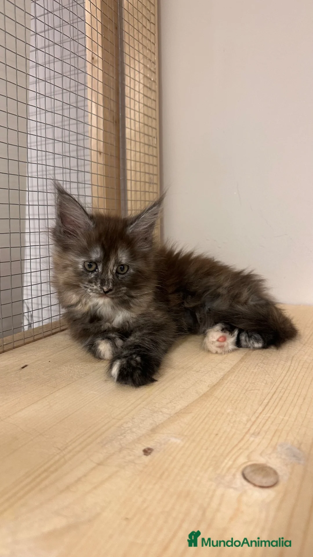 Maine Coon gatos en venta: Maine Coon Carey / Tricolor - Anuncio 2