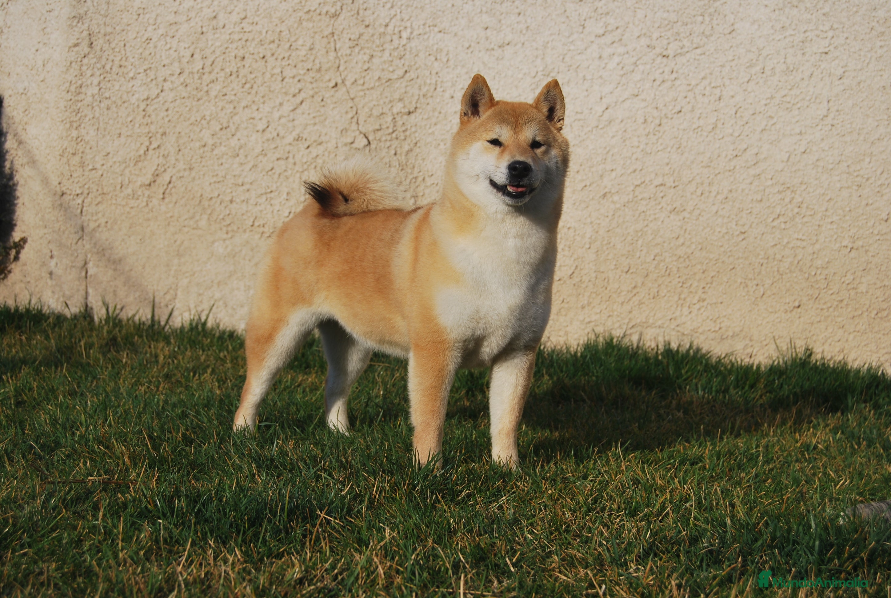 Shiba Inu perros Cachorro de Shiba Inu en Madrid - Anuncio 2