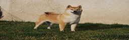 Shiba Inu perros en venta: Cachorro de Shiba Inu en Madrid - Anuncio 2