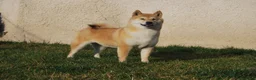 Shiba Inu perros en venta: Cachorro de Shiba Inu en Madrid - Anuncio 2