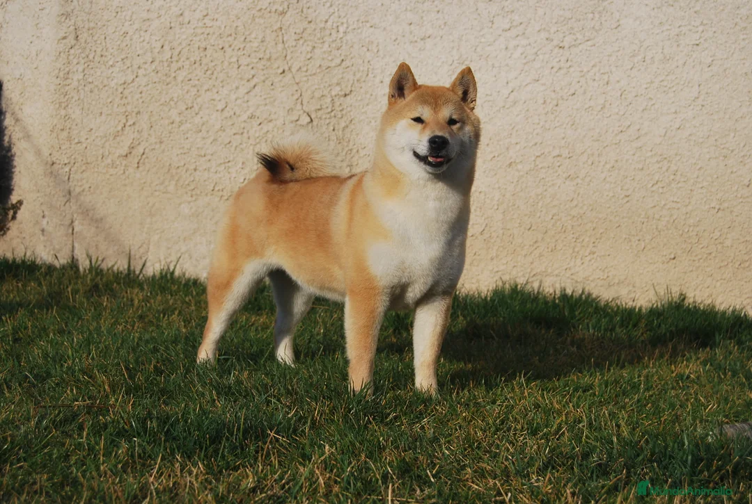Shiba Inu perros en venta: Cachorro de Shiba Inu en Madrid - Anuncio 2