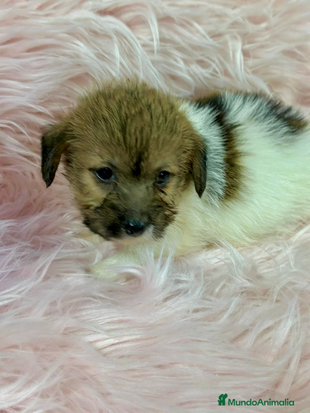 Jack Russell Terrier perros en venta: Jack Russell Broken  - Anuncio 3