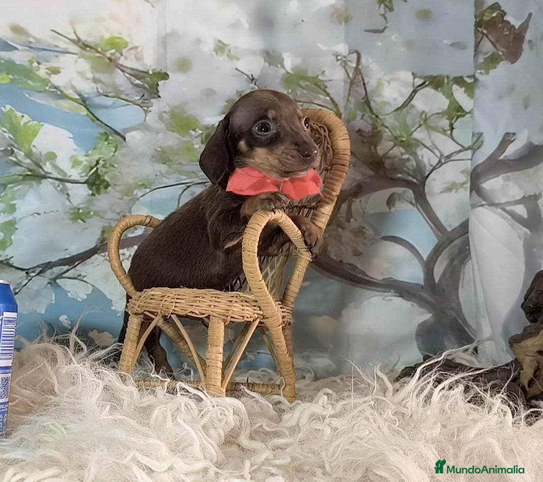 Teckel perros en venta: Teckel kanichen  - Anuncio 3