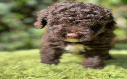 Perro de Agua Español perros en venta: Perro de Agua chocolate  - Imagen 9