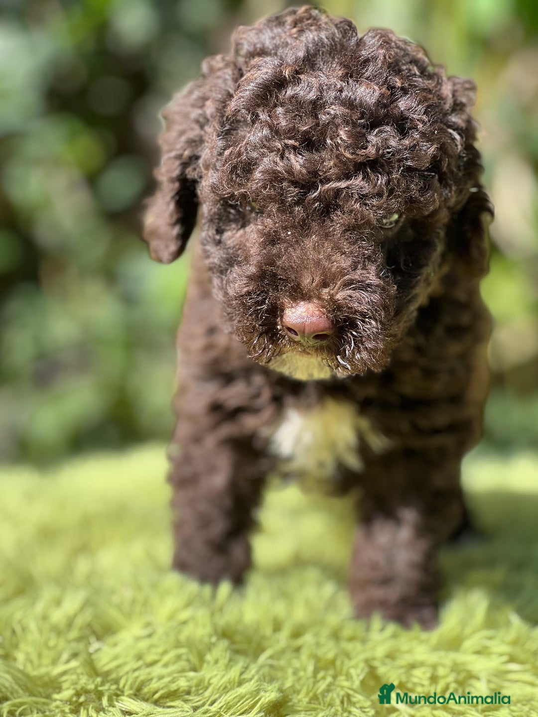 Perro de Agua Español perros en venta: Perro de Agua chocolate  - Imagen 9