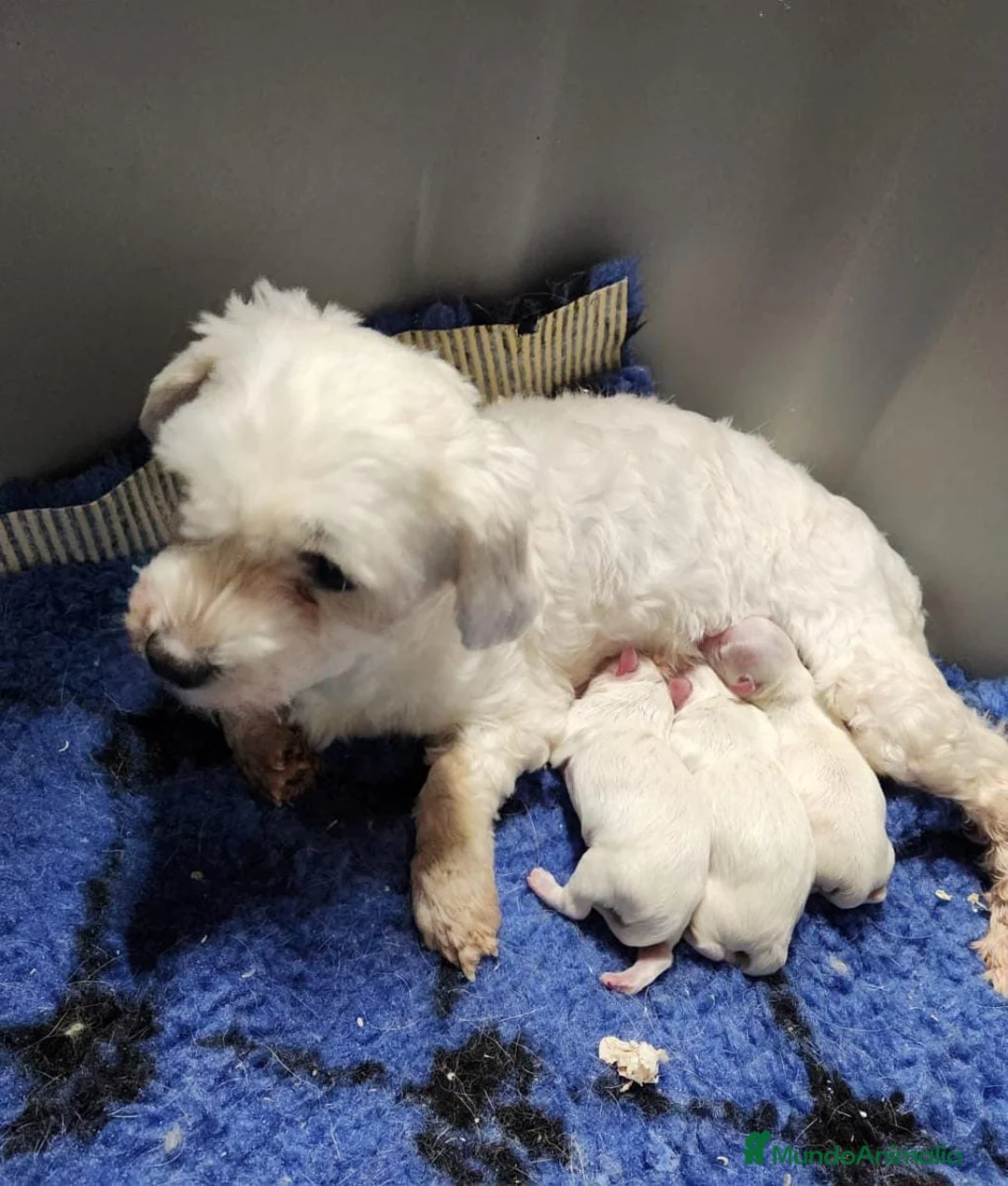 Bichón Maltés perros en venta: BICHÓN MALTES TOY ESPECTACULAR - Anuncio 8