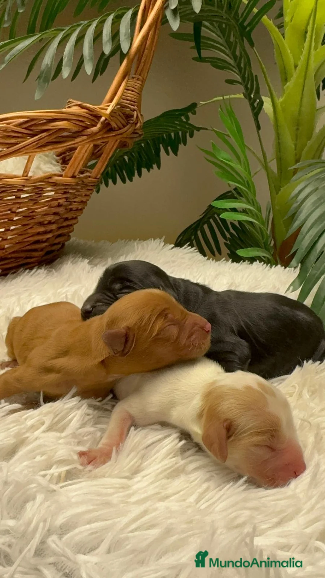 Cocker Spaniel Inglés perros en venta: COCKER SPANIEL INGLES - Anuncio 10