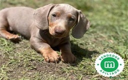 Teckel Miniatura perros en venta: Teckel miniatura isabela macho ojos claros  - Imagen 1