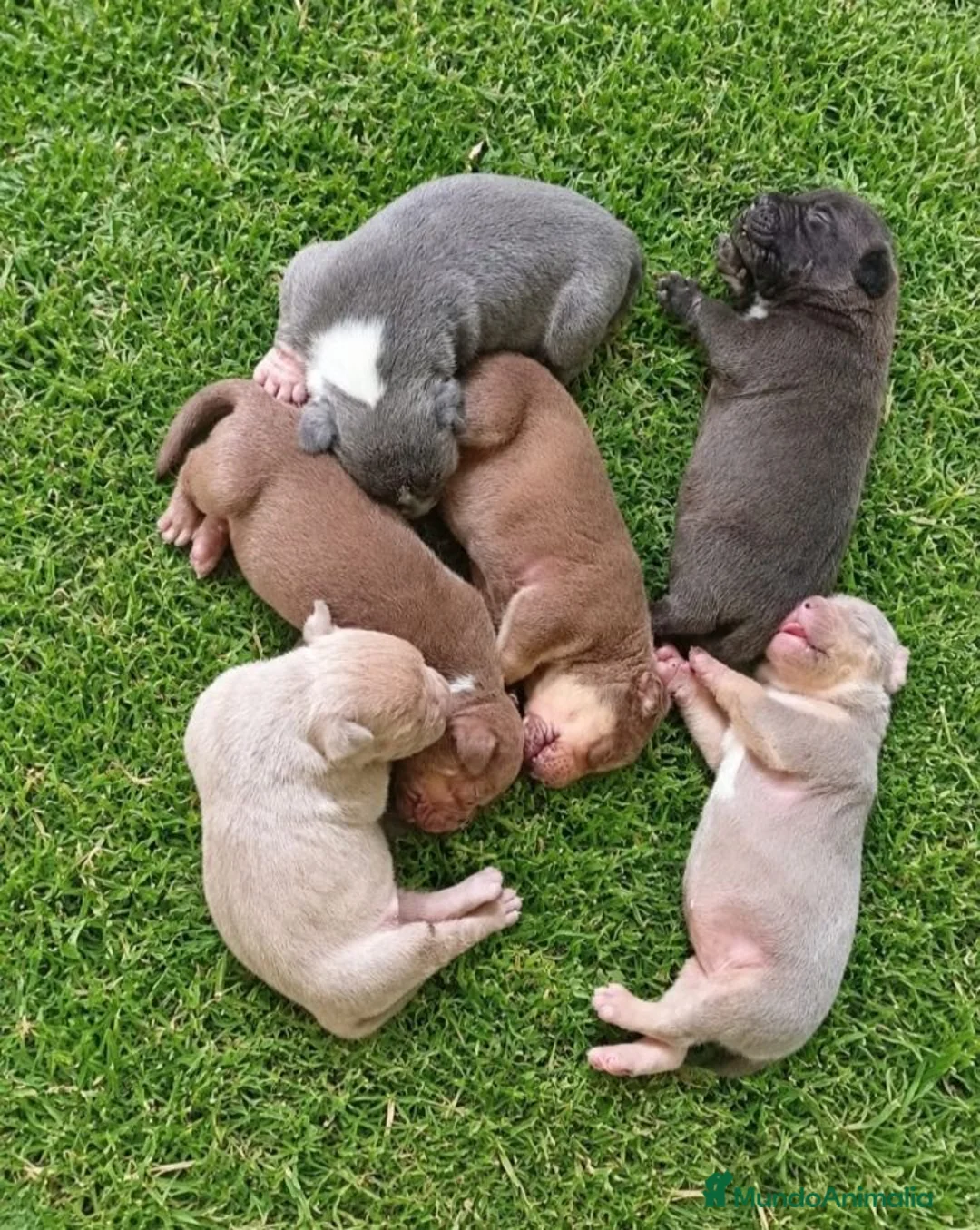 American Bully perros en venta: American bully XL - Anuncio 2