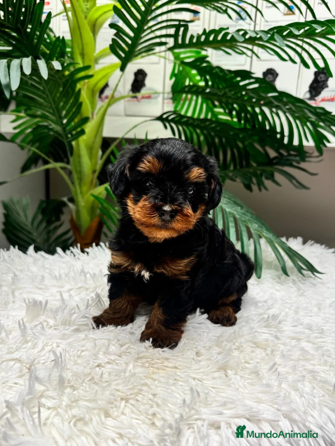 Maltipoo perros en venta: MALTIPOO 💙 - Anuncio 2