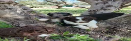 Otras razas perros en venta: AUSTRALIAN WATER DOG - Anuncio 8