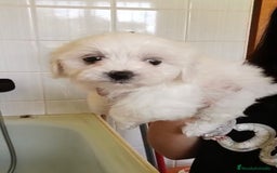 Bichón Maltés perros en venta: Bichón maltés  - Imagen 7