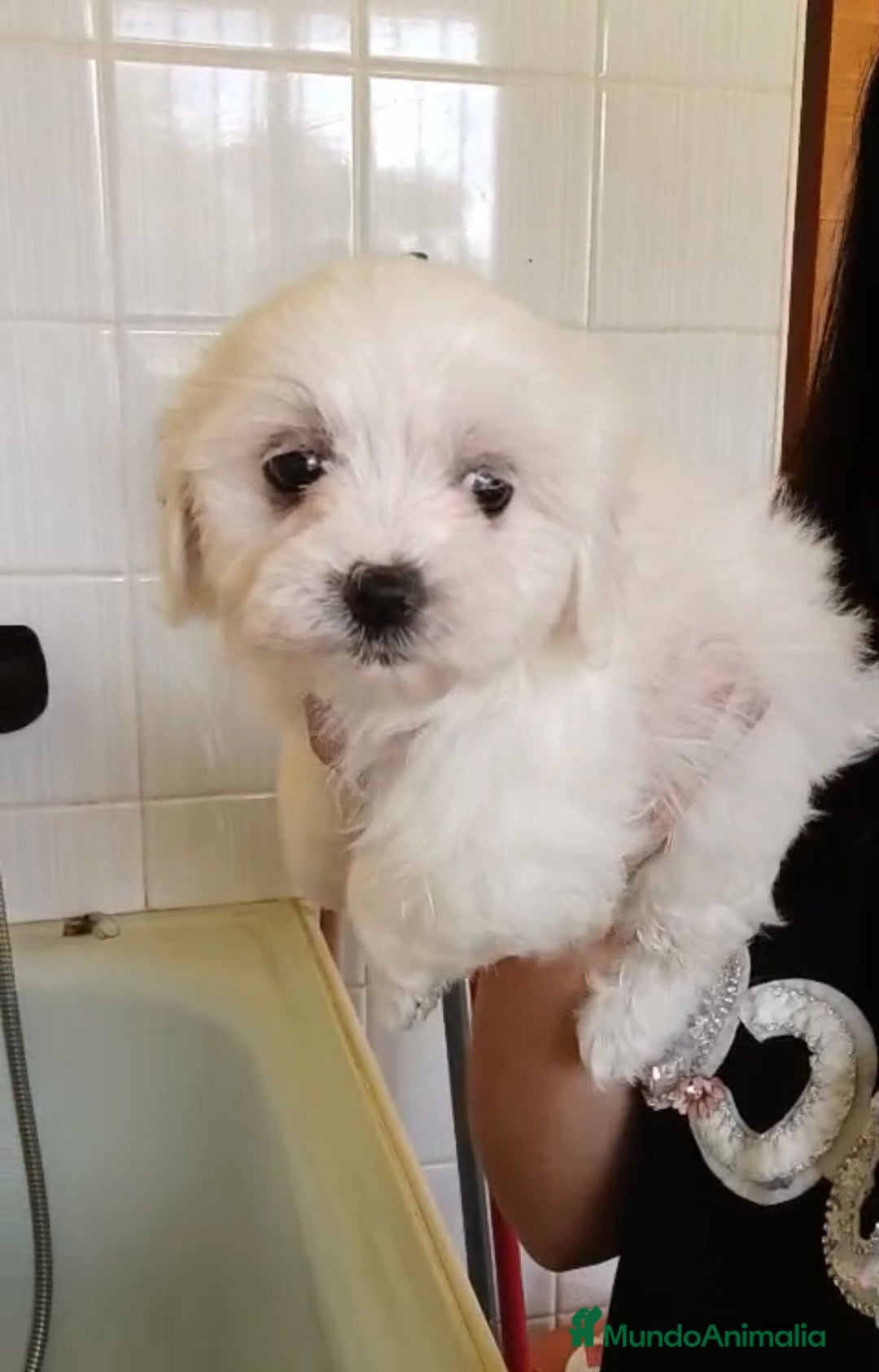 Bichón Maltés perros en venta: Bichón maltés  - Imagen 7