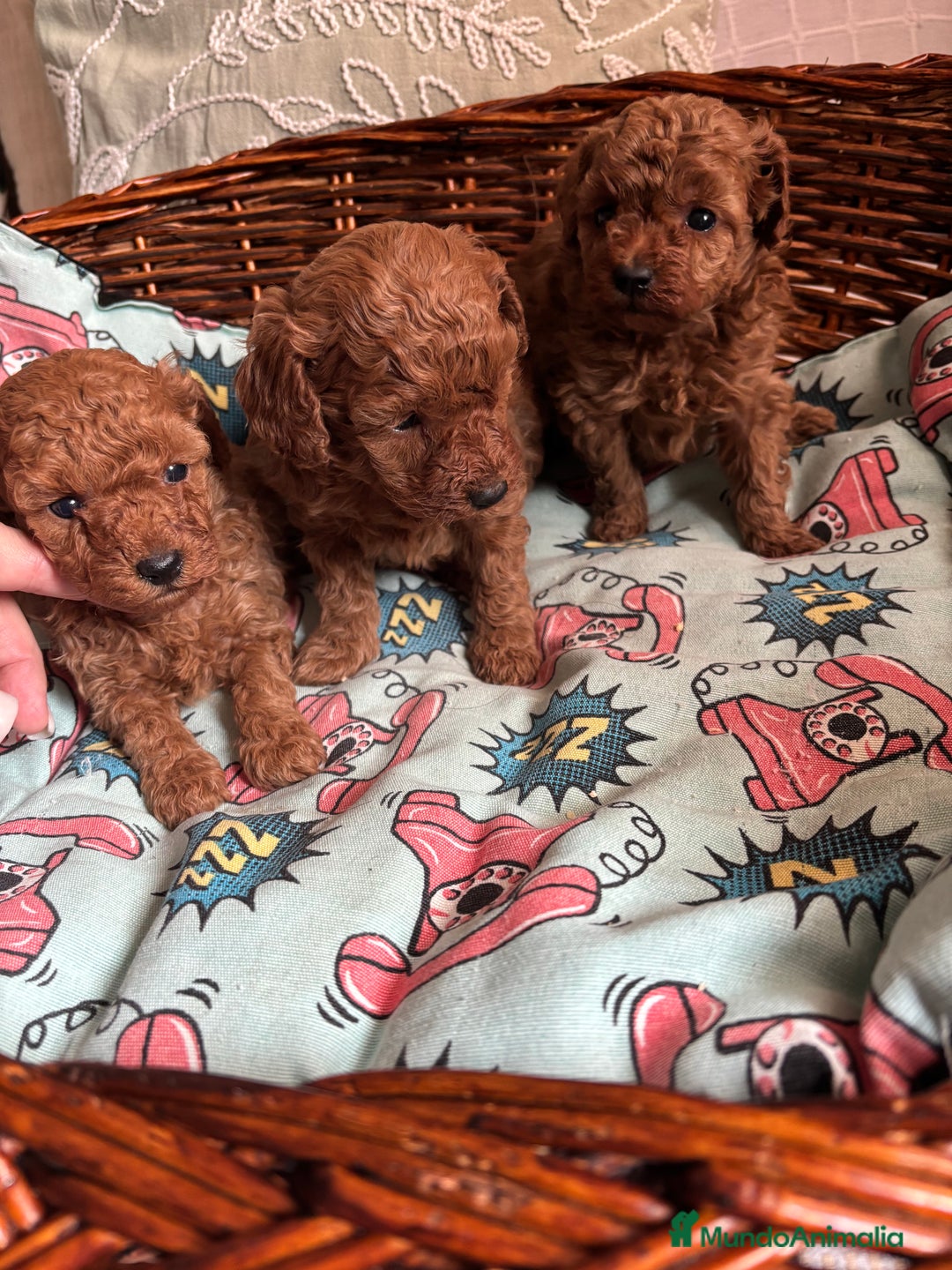 Caniche Toy perros en venta: Caniches toy rojos  - Anuncio 8