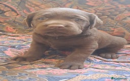 Labrador Retriever perros en venta: Labrador Retriever  - Imagen 3