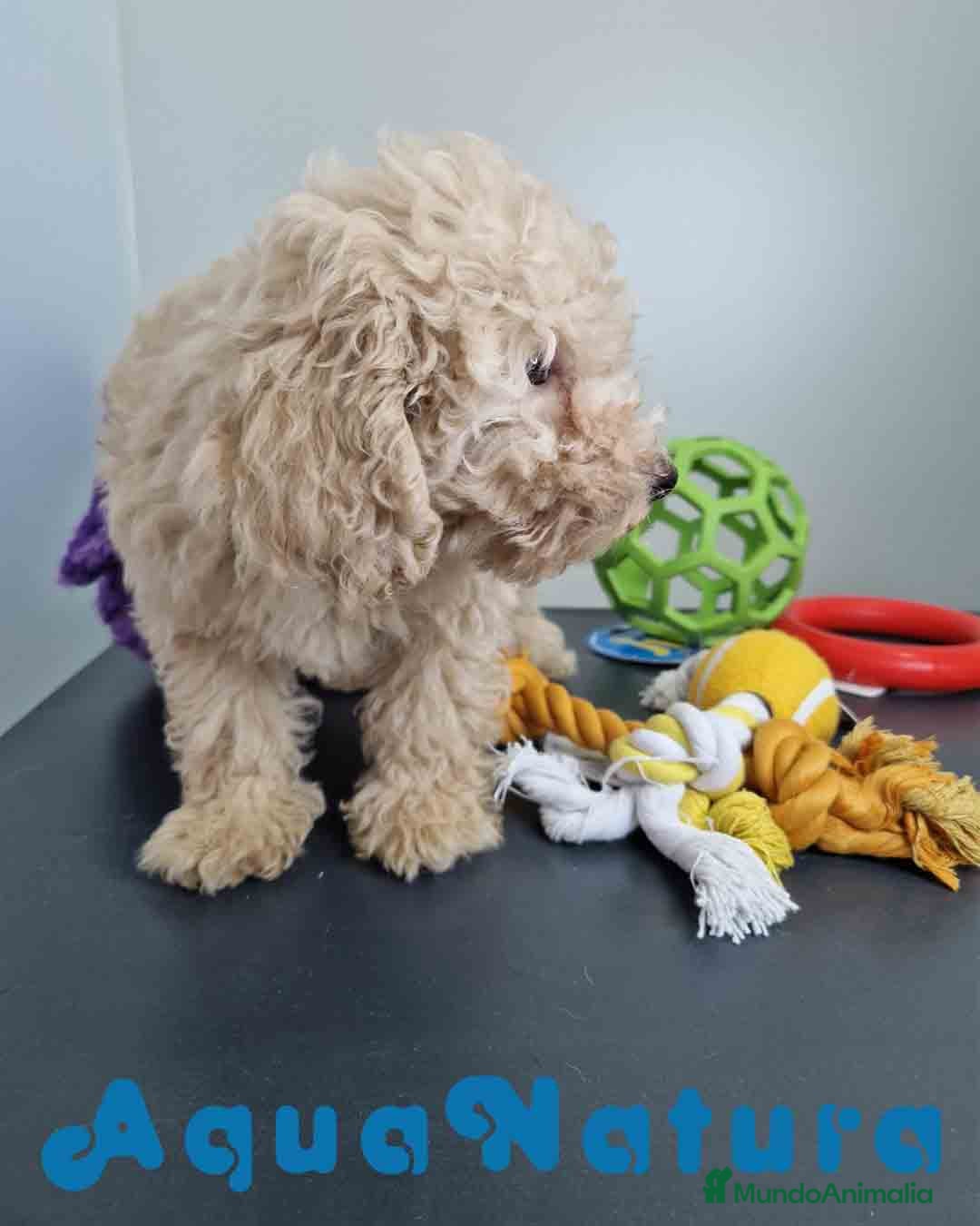 Caniche Toy perros en venta: Caniche Hembra 1746 AQUANATURA - Imagen 4