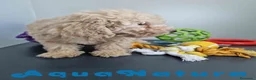 Caniche Toy perros en venta: Caniche Hembra 1746 AQUANATURA - Anuncio 4