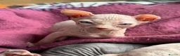 Sphynx gatos en venta: Sphynx blancos y bicolor - Anuncio 25